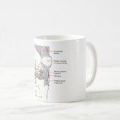 Anatomisches Diagramm eines Kaffeetasse (VorderseiteRechts)