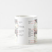 Anatomisches Diagramm eines Kaffeetasse (Mittel)