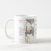 Anatomisches Diagramm eines Kaffeetasse (Links)