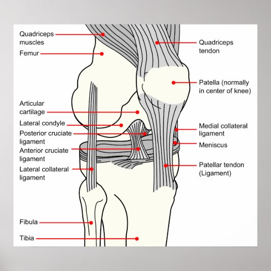Anatomisches Diagramm eines Kniegelenkes der Mensc Poster (Vorne)