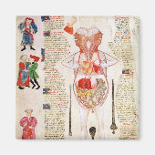 Anatomisches Diagramm Magnet (Vorne)