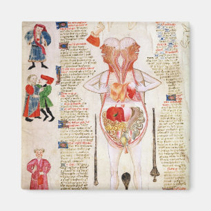 Anatomisches Diagramm Magnet