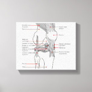Anatomisches Diagramm Menschenrechtsprofil Leinwanddruck