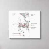 Anatomisches Diagramm Menschenrechtsprofil Leinwanddruck (Vorderseite)
