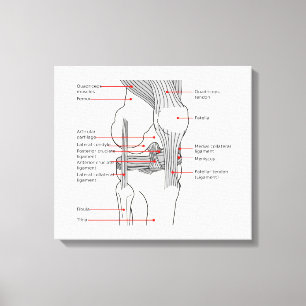 Anatomisches Diagramm Menschenrechtsprofil Leinwanddruck