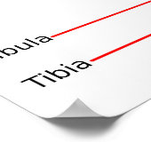 Anatomisches Diagramm Menschenrechtsprofil Poster (Ecke)