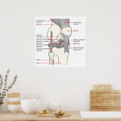Anatomisches Diagramm Menschenrechtsprofil Poster (Küche)