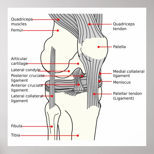 Anatomisches Diagramm Menschenrechtsprofil Poster (Vorne)