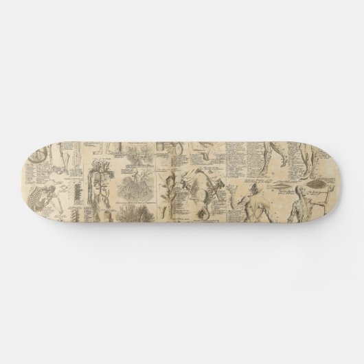 Anatomisches Diagramm von Cyclopaedia 1728 Skateboard (Horizontal)
