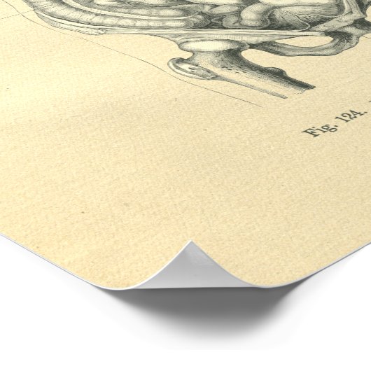 Anatomisches Drehtoro Vintag Frohse Poster (Ecke)