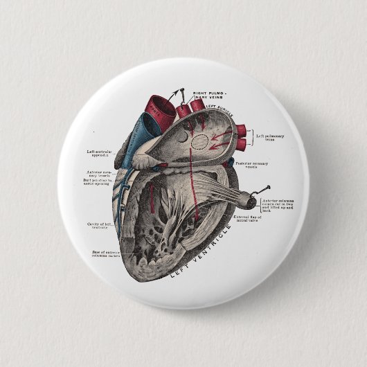 Anatomisches Herz-Diagramm Button (Vorderseite)