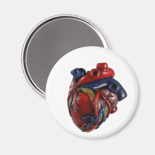 Anatomisches Herz Magnet (Vorderseite/Rückseite)