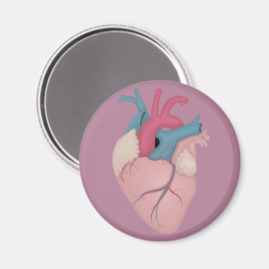 Anatomisches Herz Magnet (Vorderseite/Rückseite)