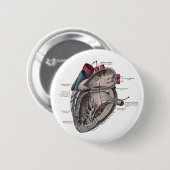Anatomisches Herzdiagramm Button (Vorne & Hinten)