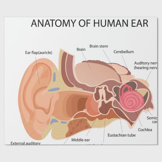 Anatomisches Herzdiagramm Geschenkpapier (Flach)