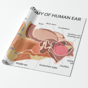 Anatomisches Herzdiagramm Geschenkpapier