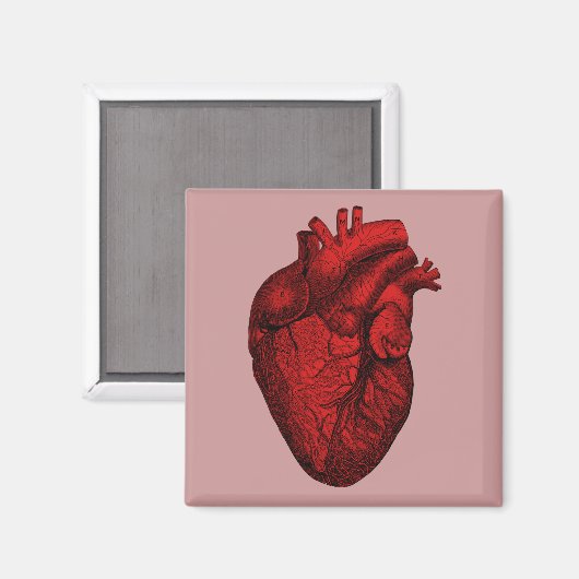 Anatomisches menschliches Herz Magnet (Vorderseite/Rückseite)