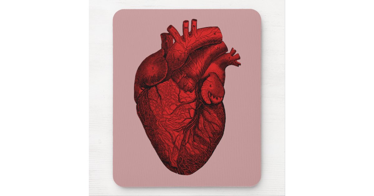 Anatomisches Menschliches Herz Mousepad Zazzle De
