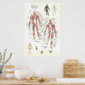 Anatomisches Muskelposter - Anteriore und Posterio Poster (Küche)