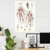 Anatomisches Muskelposter - Anteriore und Posterio Poster (Heimbüro)