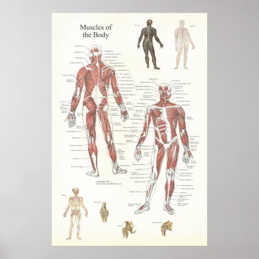 Anatomisches Muskelposter - Anteriore und Posterio Poster (Vorne)