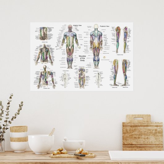 Anatomisches Poster Anterior Posterior (Küche)
