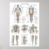 Anatomisches Poster Anterior Posterior (Vorne)