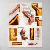 Anatomisches Poster Arm & Schulter (Vorne)