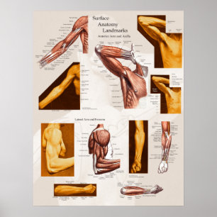 Anatomisches Poster Arm & Schulter