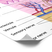 Anatomisches Poster der menschlichen Haut (Ecke)