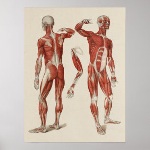 Anatomisches Poster der menschlichen Muskeln
