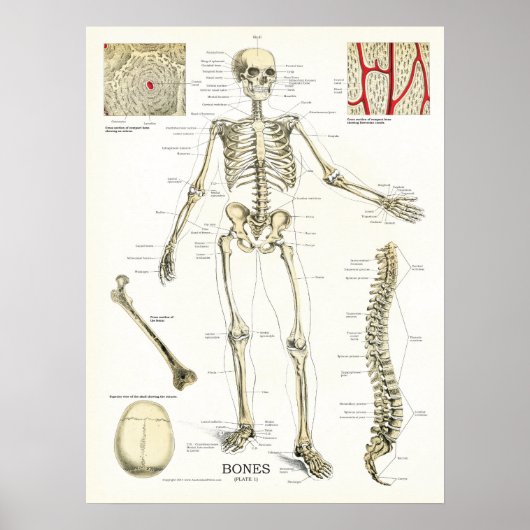 Anatomisches Poster des menschlichen Skeletts (Vorne)