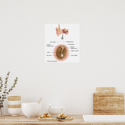 Anatomisches Poster des menschlichen Trommeles (Küche)