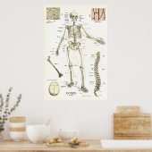 Anatomisches Poster für das menschliche Skelett 24 (Küche)