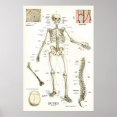 Anatomisches Poster für das menschliche Skelett 24 (Vorne)