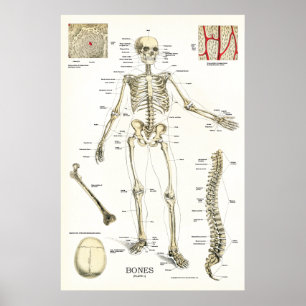 Anatomisches Poster für das menschliche Skelett 24