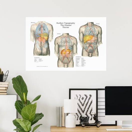 Anatomisches Poster für die menschliche Oberfläche (Heimbüro)