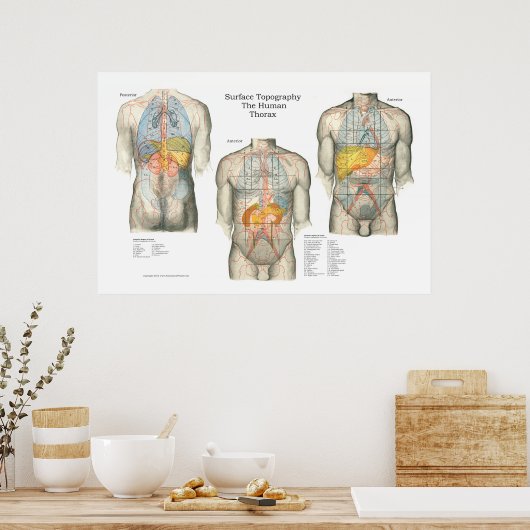 Anatomisches Poster für die menschliche Oberfläche (Küche)