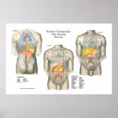 Anatomisches Poster für die menschliche Oberfläche (Vorne)