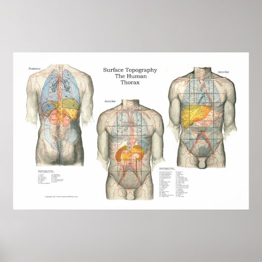 Anatomisches Poster für die menschliche Oberfläche (Vorne)