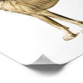 Anatomisches Poster für Hunde Muskeln und Knochen (Ecke)