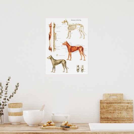 Anatomisches Poster für Hunde Muskeln und Knochen  (Küche)