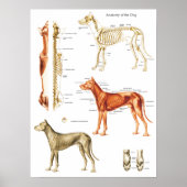 Anatomisches Poster für Hunde Muskeln und Knochen (Vorne)