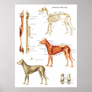 Anatomisches Poster für Hunde Muskeln und Knochen