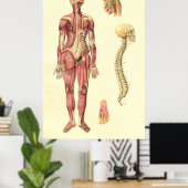 Anatomisches Poster für weibliche Muskeln und Wirb (Heimbüro)