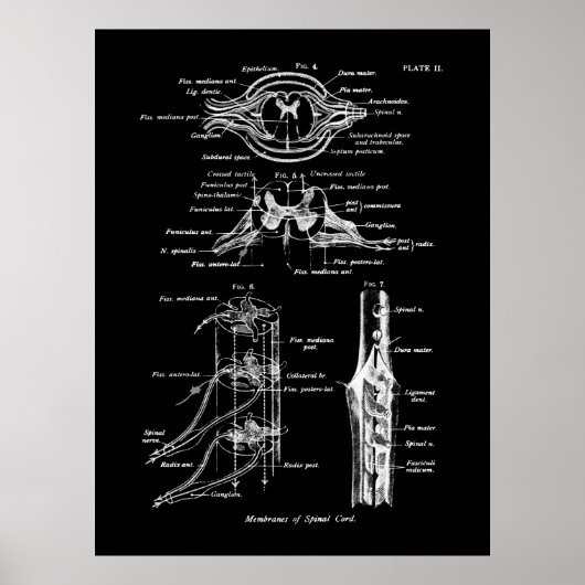 Anatomisches Spinalposter Poster (Vorne)