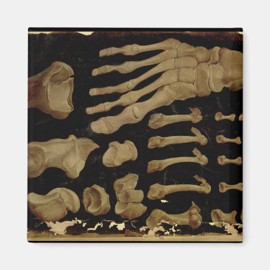 Anatomisches zeichn der Fußknochen Magnet (Vorne)