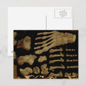 Anatomisches zeichn der Fußknochen Postkarte (Vorne/Hinten)