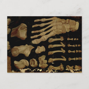 Anatomisches zeichn der Fußknochen Postkarte