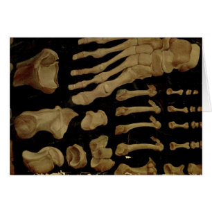 Anatomisches Zeichnen der Knochen des Fußes
